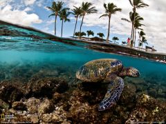 Tapeta National Geographic 402.jpg